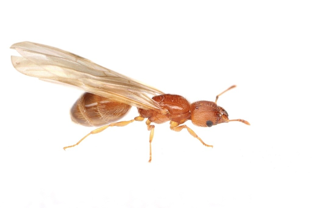 Alate queen of Pheidole bilimeki in lateral view, small and uniformly orange-brown