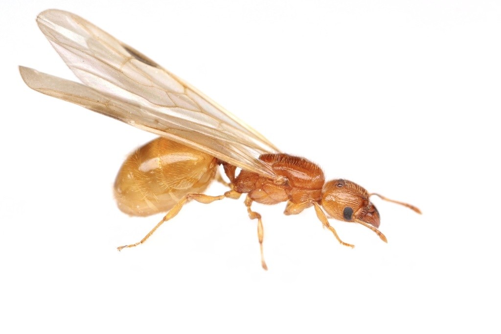 Alate queen of Pheidole tysoni in lateral view, clear yellow-orange with a pale amber gaster