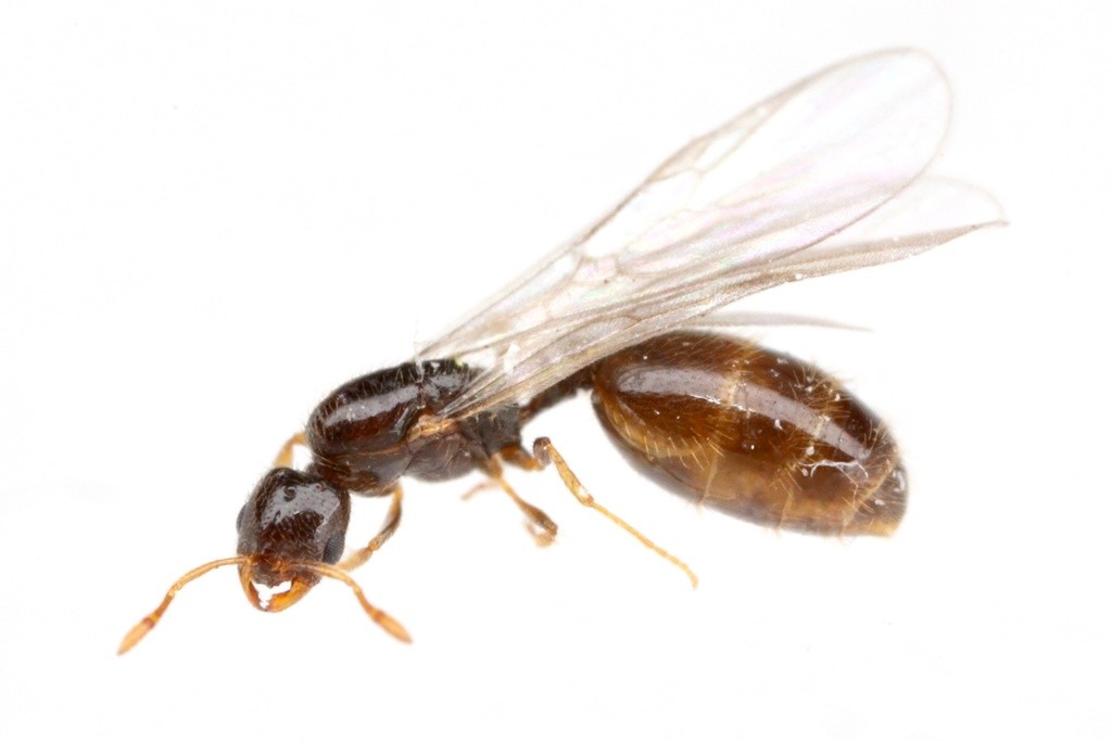 Winged Solenopsis canariensis queen with clear wings folded over a banded brown gaster and dark brown head