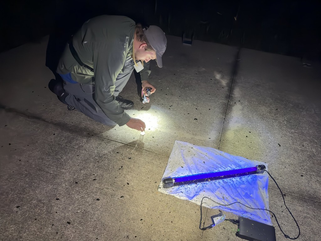A TrapJaw Labs team member kneeling on a concrete pad at night with a flashlight and a vial, beside a UV tube lying on a small sheet