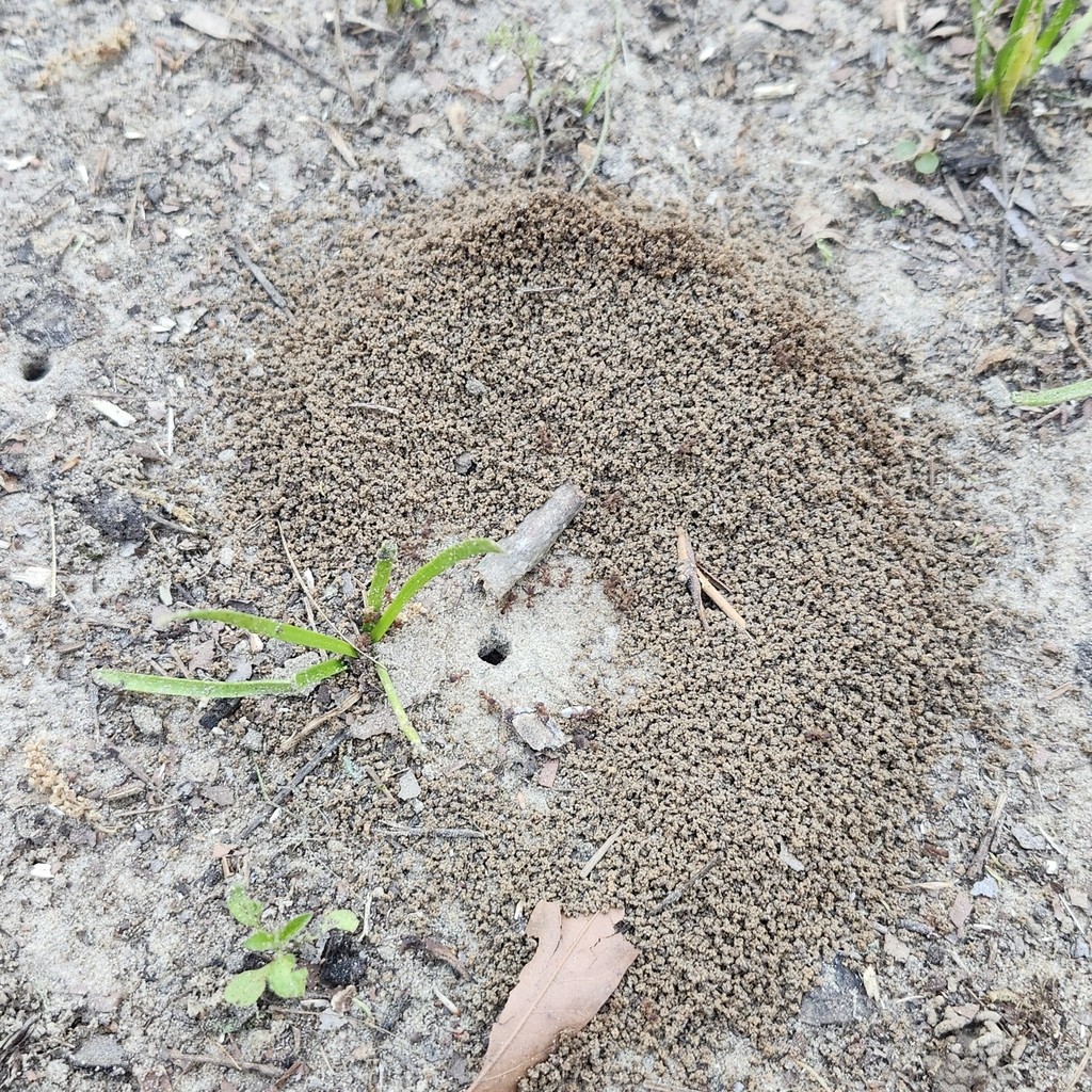 Crescent of excavated sand pellets around a small Trachymyrmex septentrionalis nest entrance in sandy ground