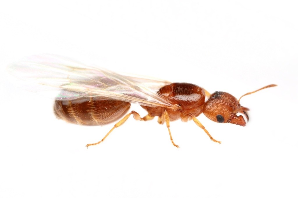Dealate queen of Pheidole bicarinata