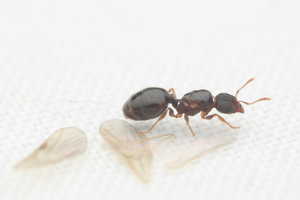 How To Find And Catch A Queen Ant After A Nuptial Flight