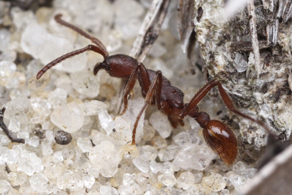 A dark reddish-brown Neivamyrmex texanus worker on white sand.