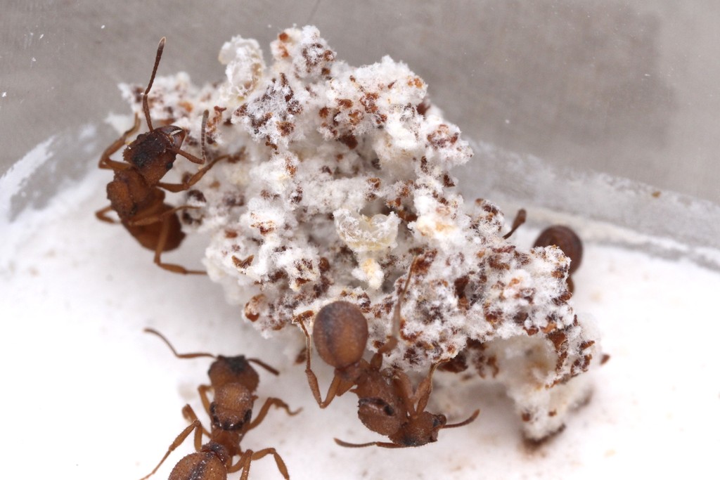 Trachymyrmex septentrionalis workers tending their white, fluffy fungus garden studded with brown plant substrate