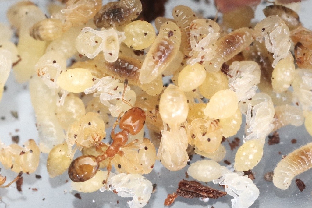 An orange Xenomyrmex floridanus worker walking over a pile of pale yellow and white pupae, each with its legs folded against its body, and a few larvae.