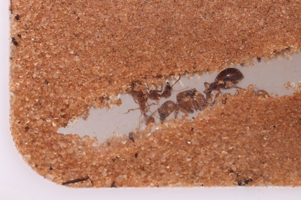 Acrylic, Sand, or Plaster? Choosing Your First Nest