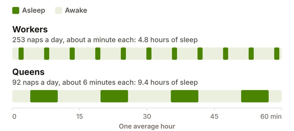 Chart of one average hour of sleep in a Solenopsis invicta colony. Workers take about 10 short naps of about a minute each, while queens take about 4 naps of about 6 minutes each, so the queens spend about twice as much of the hour asleep.