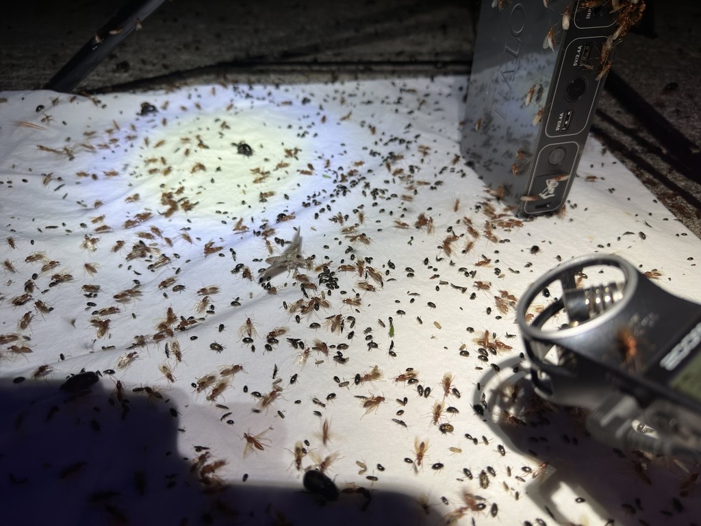 A white sheet covered in winged ants and small beetles under a flashlight, with a battery pack and a headlamp at its edge