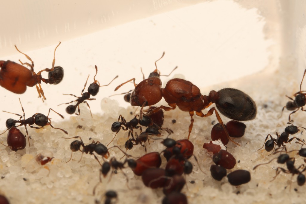 Pheidole littoralis queen and a big-headed major among minor workers and seeds in a petri-dish nest