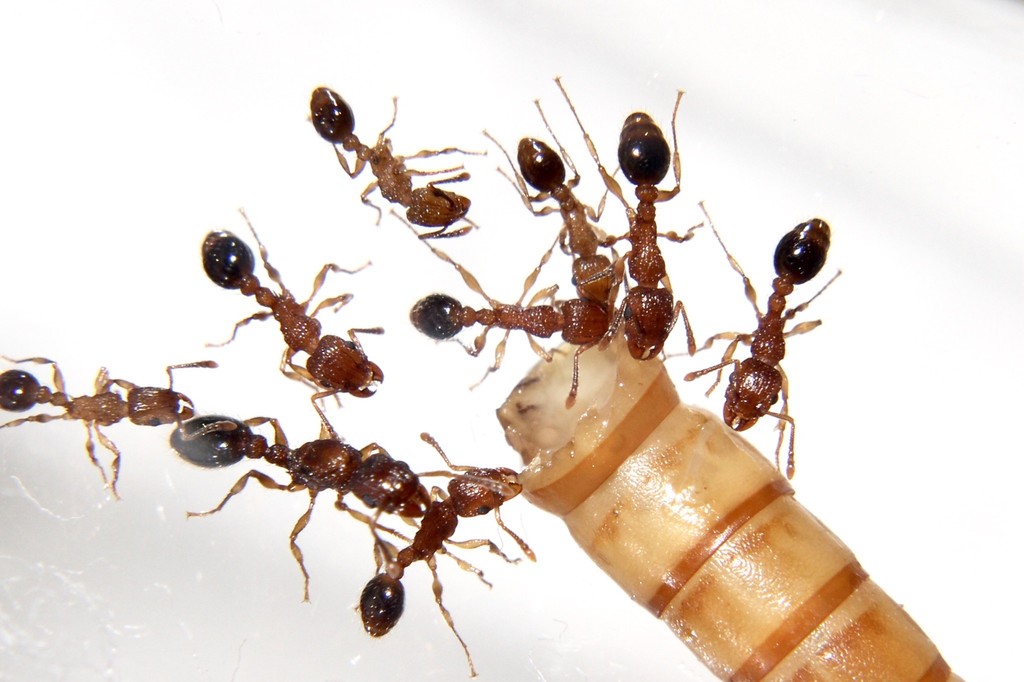 What Protein Should I Feed My Ants?
