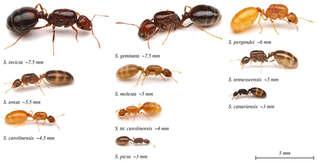 Ten Solenopsis queens at true relative scale, largest to smallest, with a 5 mm scale bar