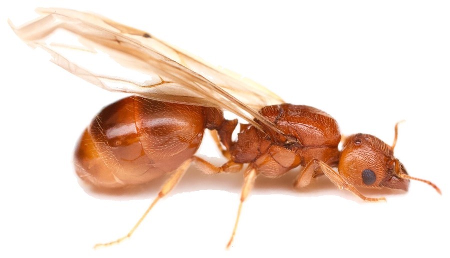 Alate queen of Pheidole morrisii in lateral view