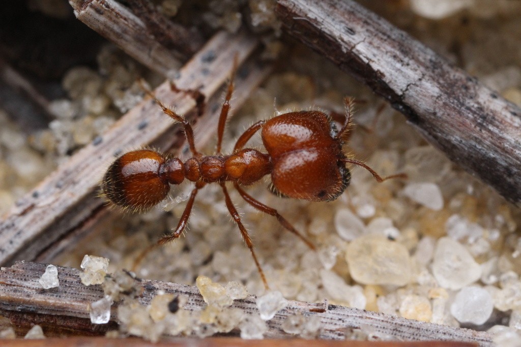 Solenopsis geminata major worker on sand from above, its huge bilobed reddish head wider than the rest of the body