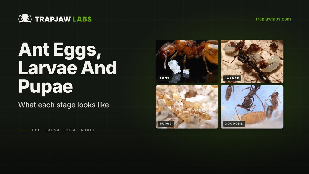 Ant Eggs, Larvae And Pupae: What Each Stage Looks Like
