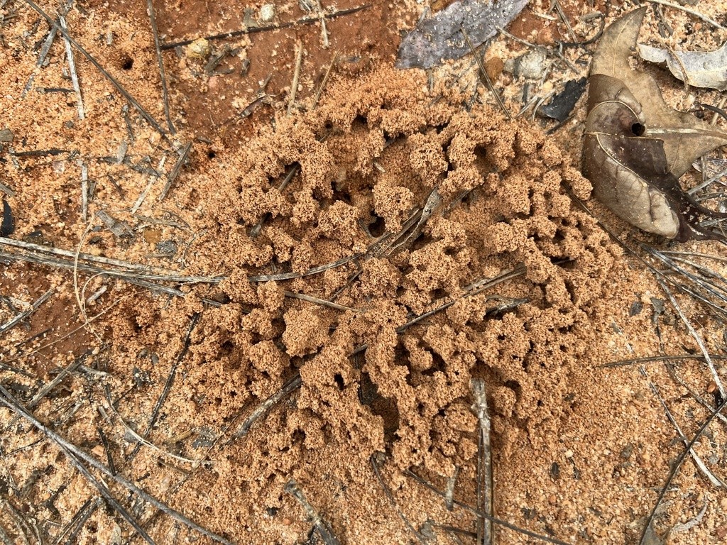 Solenopsis pergandei launch pad, a crumbly mound of excavated sandy soil with exit holes among pine needles
