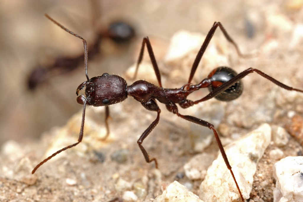Worker
