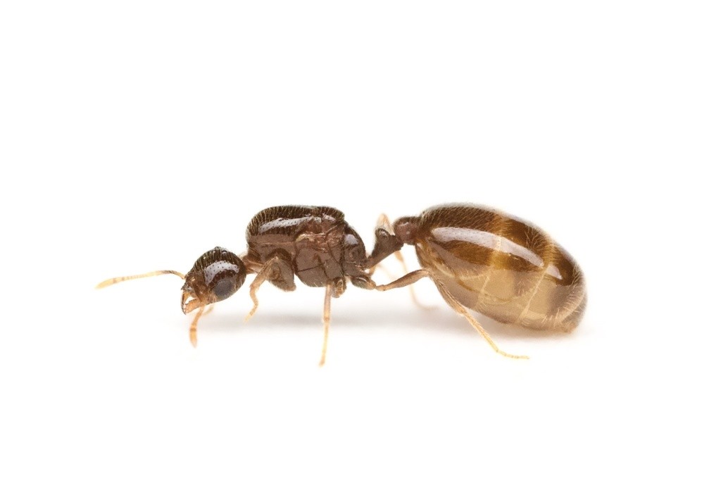 Solenopsis tennesseensis queen in profile, dark brown head and mesosoma with a glossy translucent banded gaster