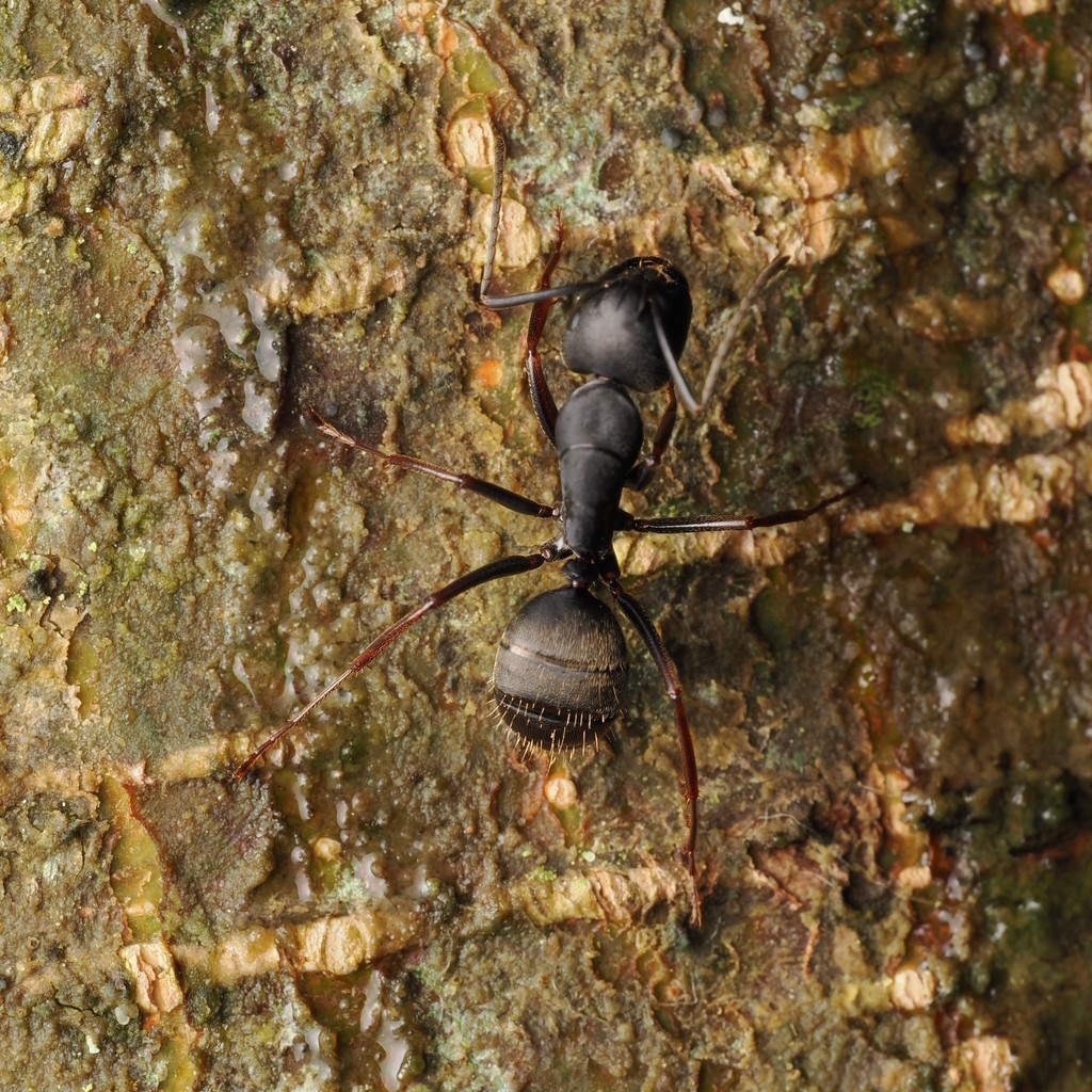Camponotus modoc