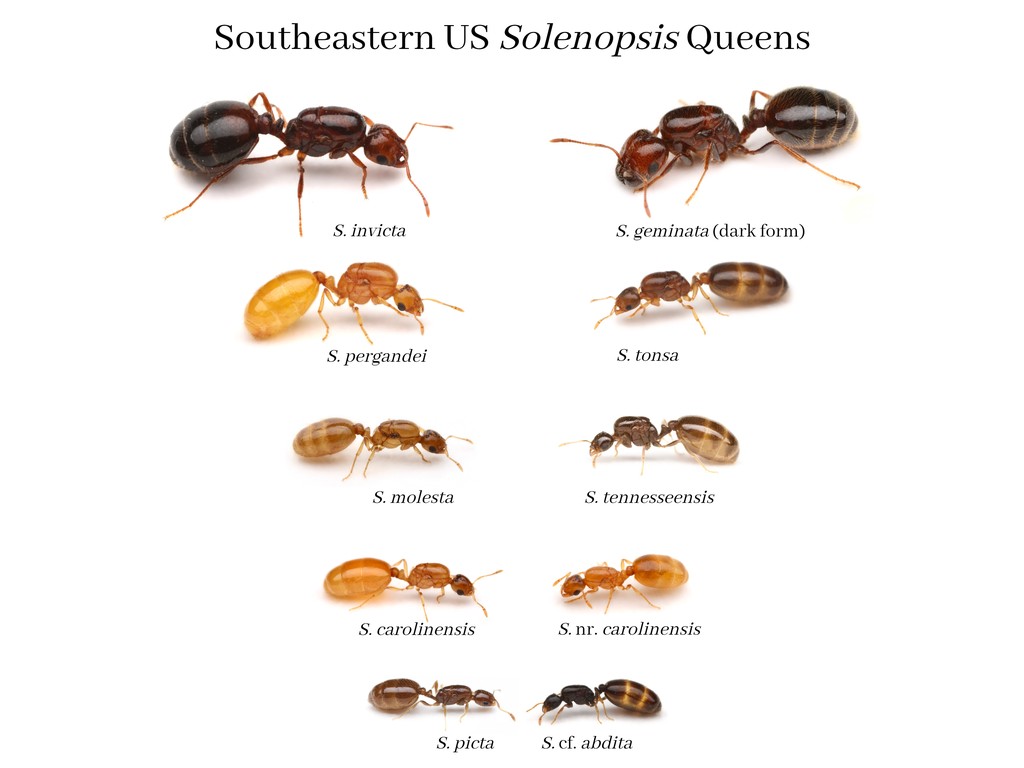 How to Identify Solenopsis Queens in the Southeastern US