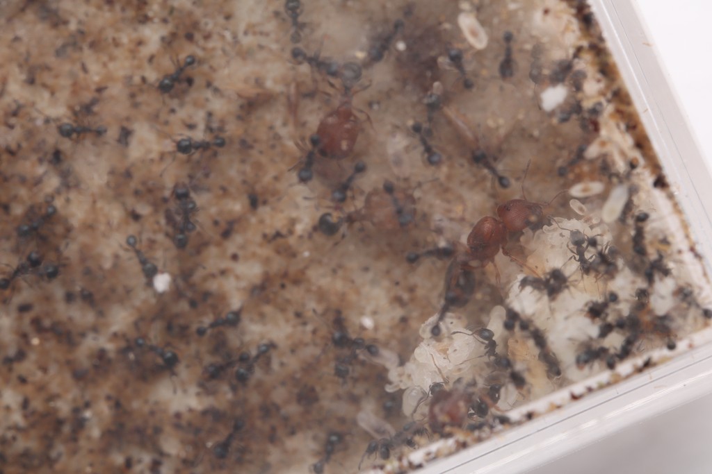 Hazy view through the nest lid: big-headed Pheidole littoralis majors and minor workers around a pile of white brood