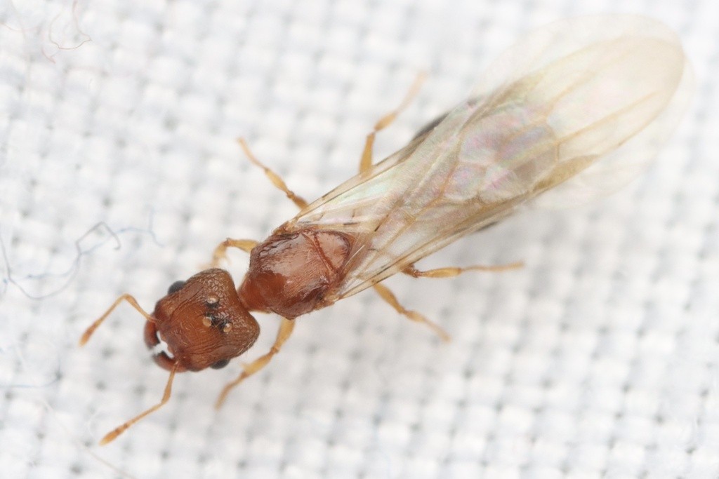 Queen of Pheidole cf. parva viewed from above on white fabric, orange-brown with darker gaster under folded wings