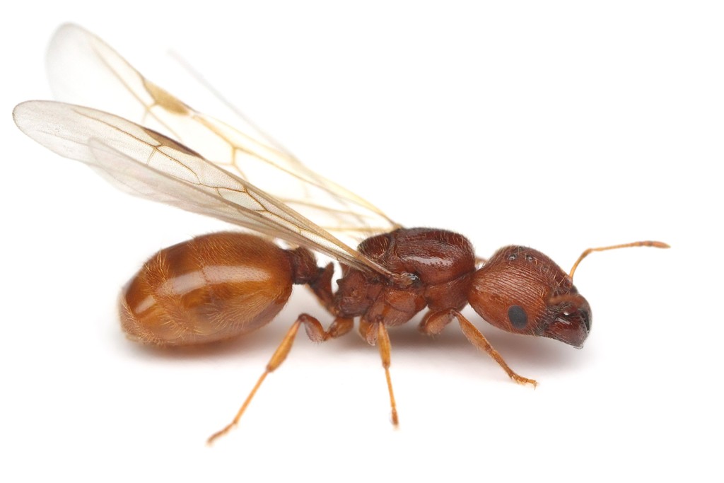 Alate queen of Pheidole carrolli in lateral view, dark reddish front half contrasting with a bright amber gaster
