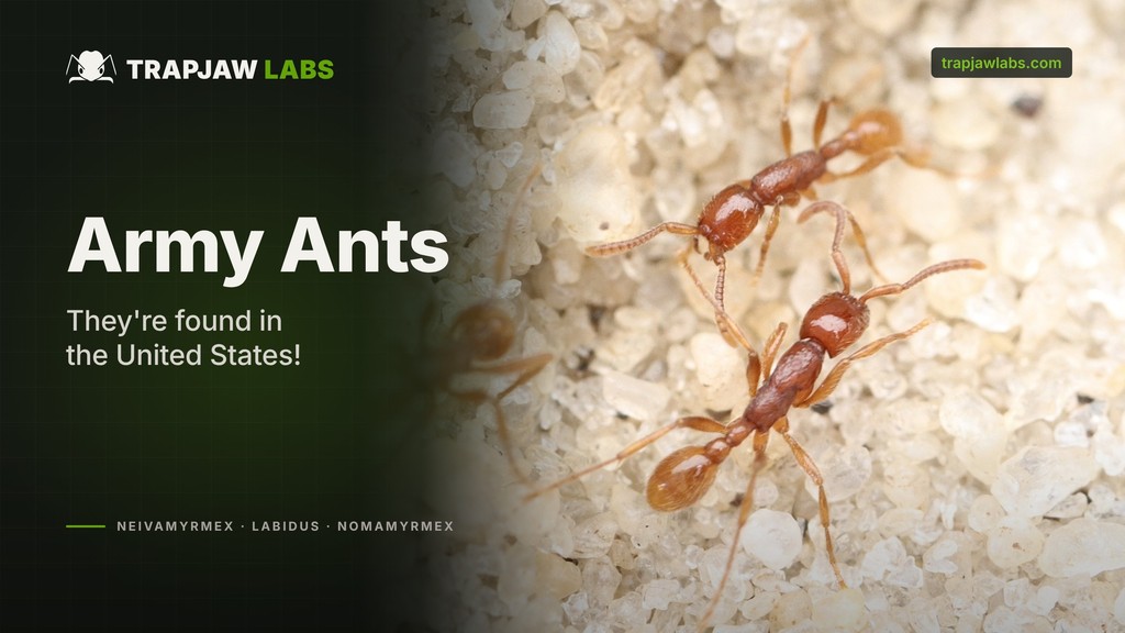 Army Ants: They're Found in the United States!