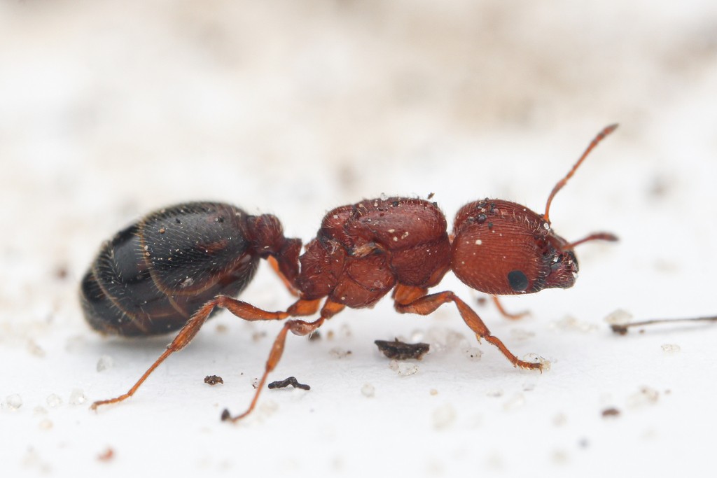 Pheidole littoralis queen in profile, reddish-brown body with dark gaster, standing on white sand