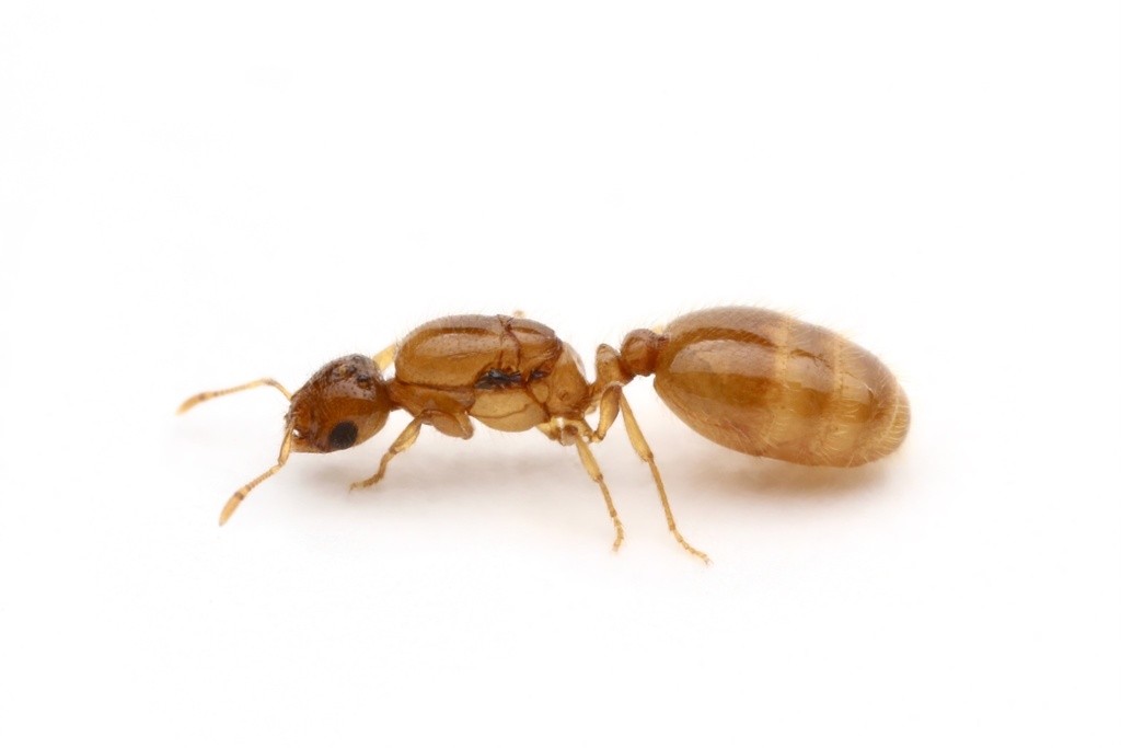 Solenopsis molesta queen in profile, concolorous yellow brown with a faintly banded gaster and small dark eye