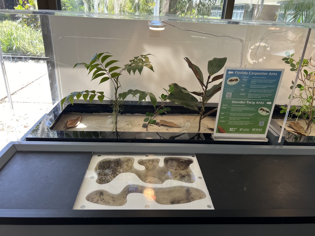 TJL C. floridanus exhibit.