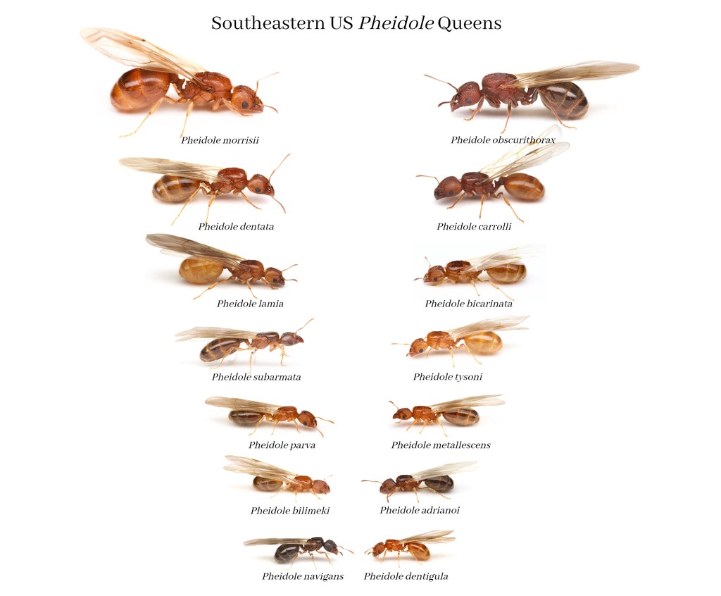 How to Identify Pheidole Queens in the Southeastern US