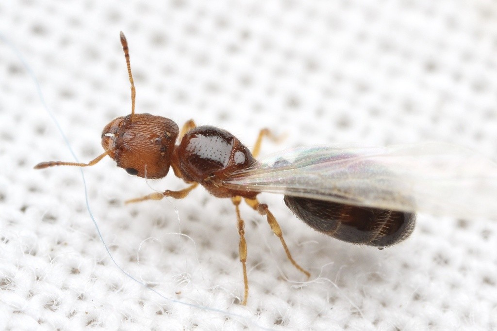 Queen of Pheidole adrianoi from above on white fabric, brown with a darker glossy gaster under one clear wing