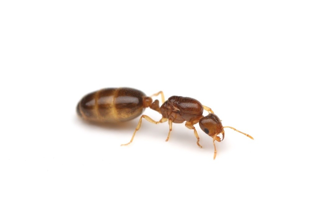 Solenopsis tonsa queen with dark reddish brown body and contrasting pale yellowish legs and antennae