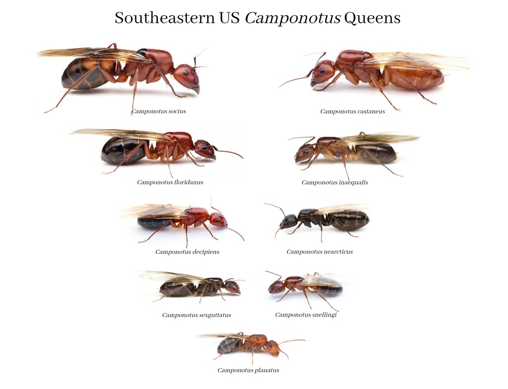 How to Identify Camponotus Queens in the Southeastern US
