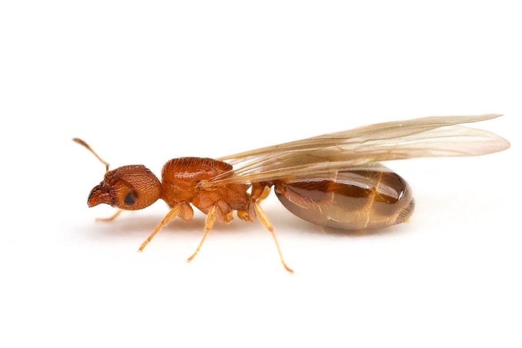 Alate queen of Pheidole metallescens in lateral view, orange-red front half with a dark glossy gaster