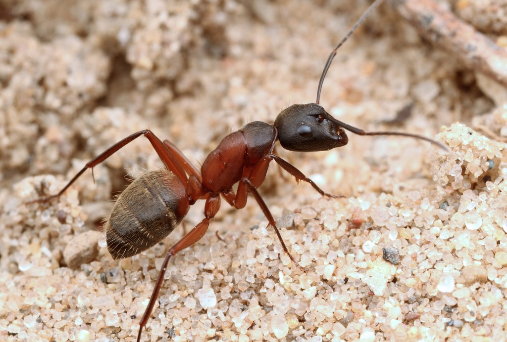 Worker