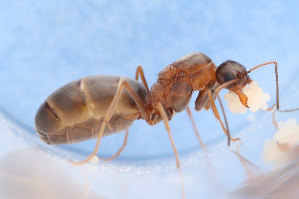 A Dorymyrmex flavopectus queen with her first clutch of eggs.
