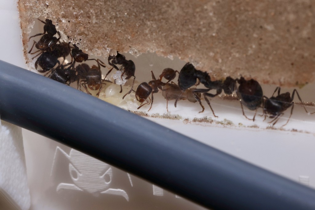 How To Heat An Ant Colony With A Heat Cable