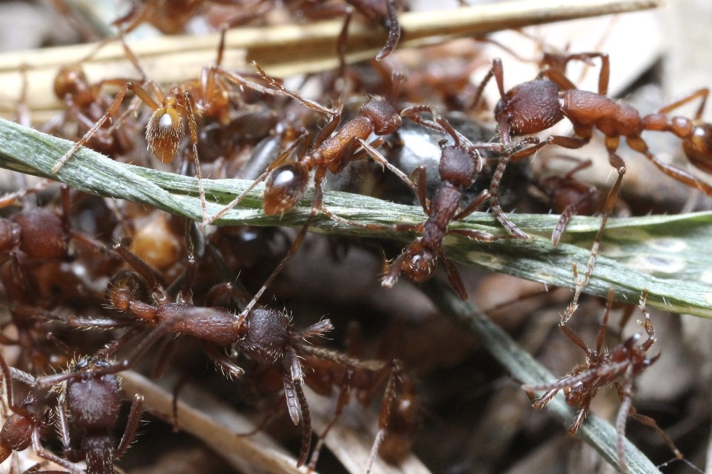 Reddish-brown Neivamyrmex workers swarming over a much larger black ant in leaf litter.