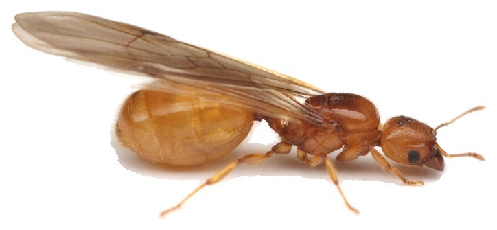 Alate queen of Pheidole lamia in lateral view