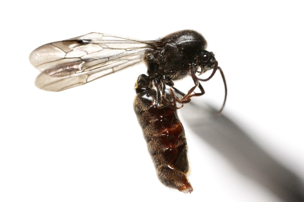 A large, hairy Neivamyrmex texanus male with long wings on a white background.