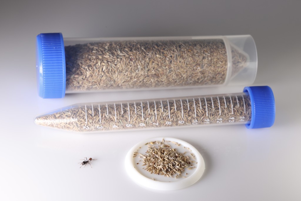 Premium Seed Mix