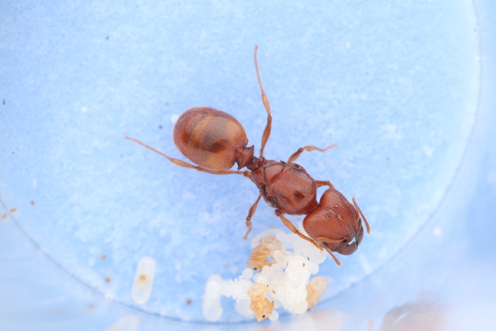 Top-down view of a wingless red-brown founding queen ant standing over her small pile of white eggs and brood