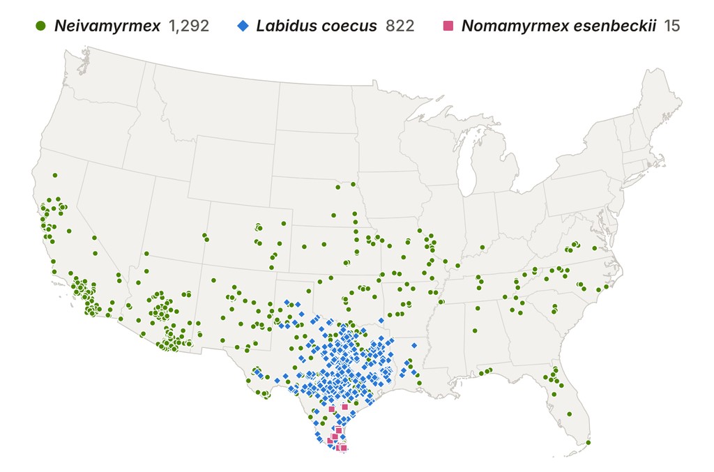 Map of the lower 48 US states with army ant sightings: Neivamyrmex across the southern half of the country, Labidus coecus mostly in Texas and Nomamyrmex esenbeckii only in South Texas.