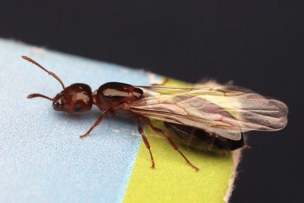 Southeastern US Ant Nuptial Flights