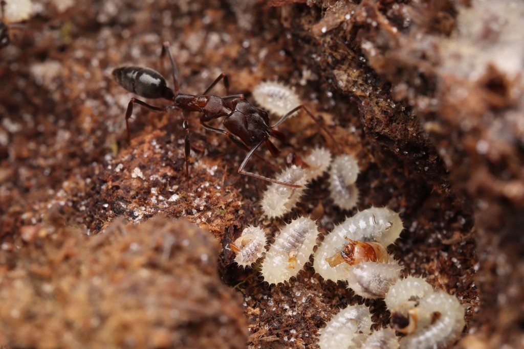 A black Odontomachus brunneus worker standing over hairy white larvae that are eating pieces of fruit fly.