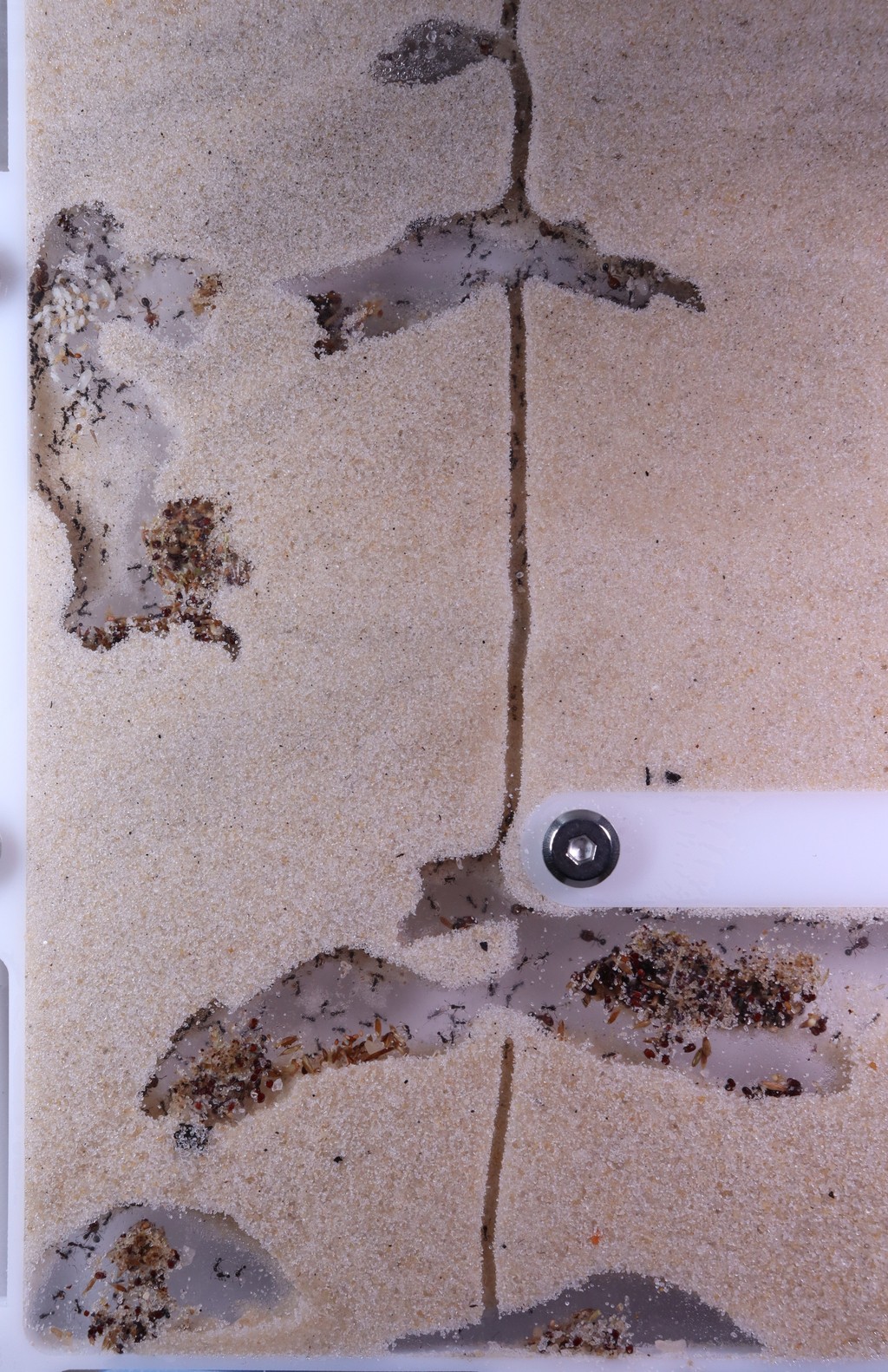 Sand-filled Substratum nest panel with excavated tunnels and chambers holding seed caches, brood, and workers