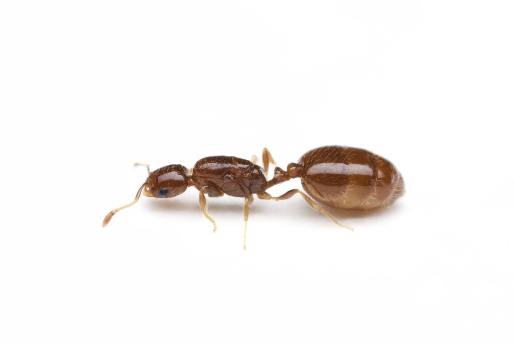 Solenopsis picta queen in profile, concolorous golden brown with a small dark eye and rounded shiny gaster