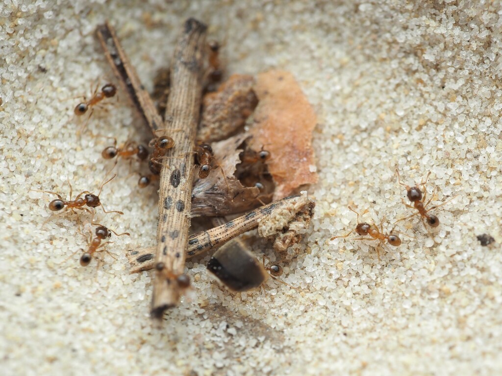 Best Beginner Ants?